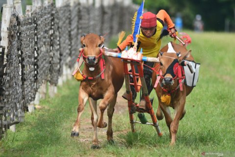 Latihan karapan sapi di Pamekasan