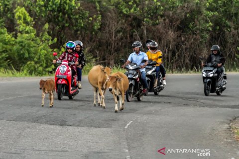 Hewan ternak bahayakan keselamatan pengguna jalan