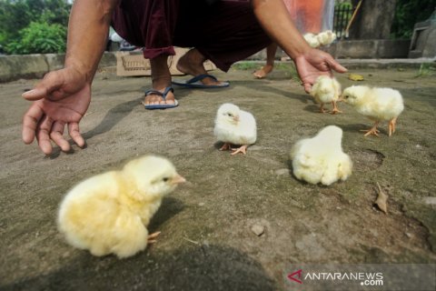 Aksi keprihatinan peternak ayam