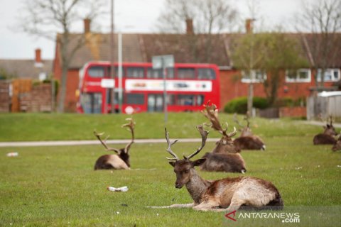 Hewan-hewan liar ini muncul di tengah kota saat wabah COVID-19