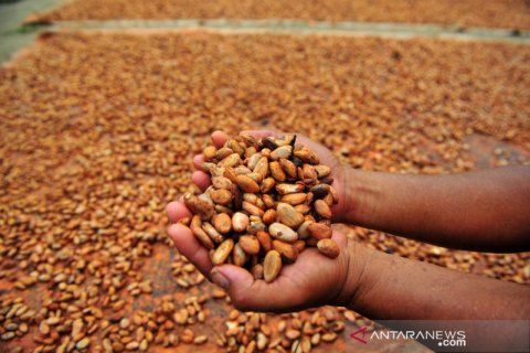 Harga kakao berangsur naik