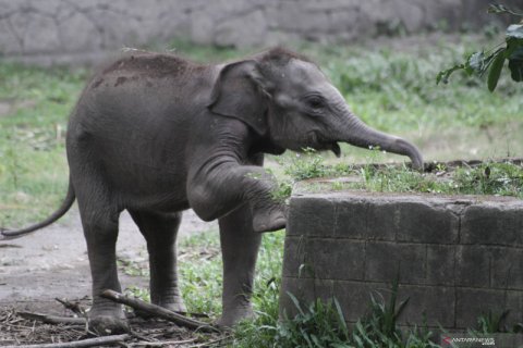 Kelahiran anak gajah sumatera