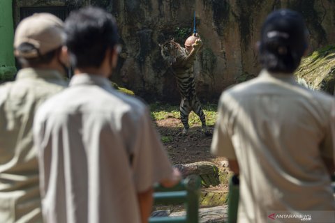 Siaran langsung daring Taman Margasatwa Ragunan