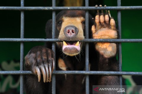 Perawatan beruang madu hasil sitaan di Jambi