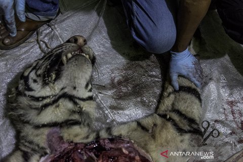 FOTO - Nasib Harimau Sumatera Mati Dijerat