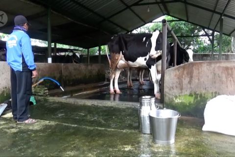 Inovasi peternak sapi perah Madiun siasati lesunya pasar