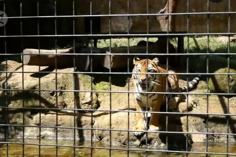 Bandung Zoo kekurangan dana, rusa terancam jadi pakan harimau