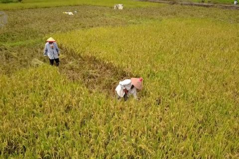 Pertanian penopang perekonomian sekar kijang di masa pandemi