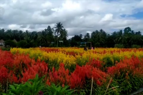 Petani Parigi sulap kebun terserang hama menjadi taman bunga
