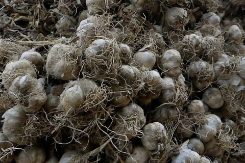 PNS Temanggung wajib beli bawang putih dan cabai petani