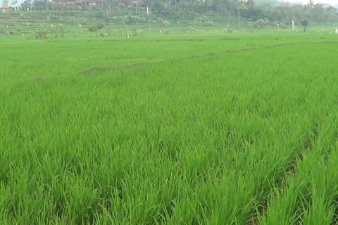 Temanggung kucurkan 500 juta untuk pengadaan bibit padi unggulan