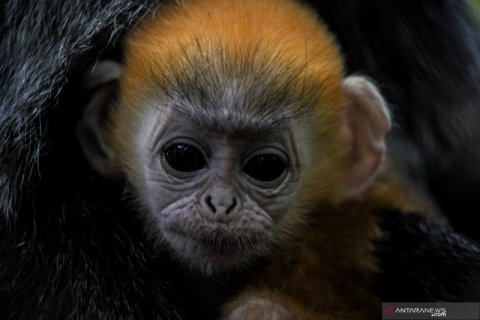 Kehadiran anak Lutung Jawa di Bandung Zoo
