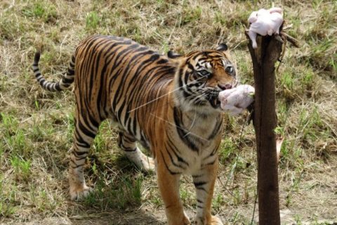 Harimau Sumatera Melahap Ayam Potong