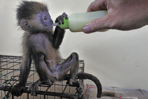 Amankan satwa dilindungi