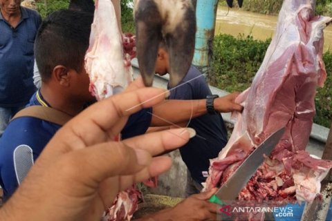 DAGING RUSA LIAR HASIL BURUAN