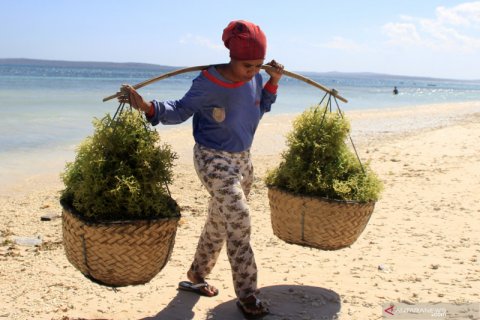 Petani rumput laut di Kabupaten Kupang