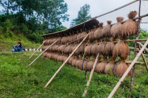Tradisi Menjemur Padi Khas Kesepuhan Sunda