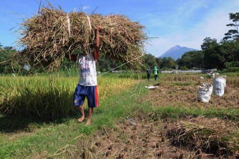 Jerami untuk pakan sapi