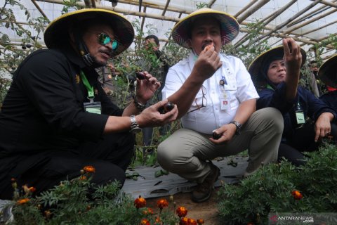 Menteri Pertanian panen sayur organik