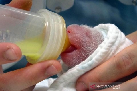 Bayi panda raksasa lahir di kebun binatang Taipei