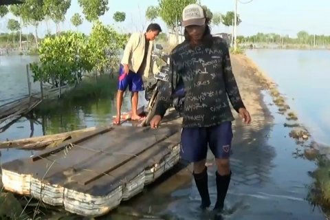 Ratusan hektare tambak gagal panen akibat rob