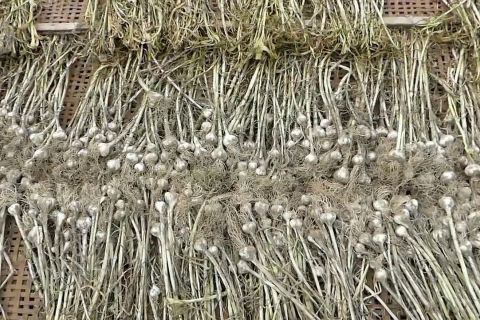 Temanggung siap pasarkan 10 ribu ton bawang putih