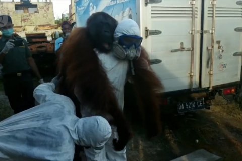 Tim BKSDA di Sampit selamatkan orang utan masuk permukiman warga