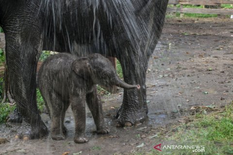 Kelahiran anak gajah sumatera
