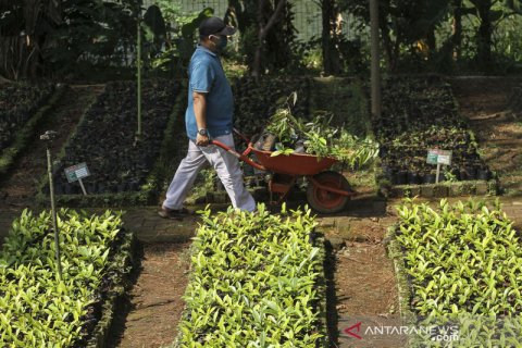 Kementerian LHK sediakan bibit pohon gratis untuk warga