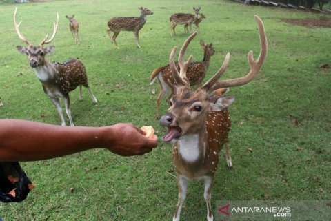Penangkaran rusa tutul di bekas areal tambang Semen Padang