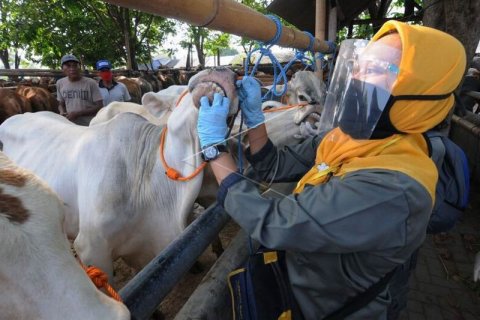 Pemeriksaan kesehatan hewan