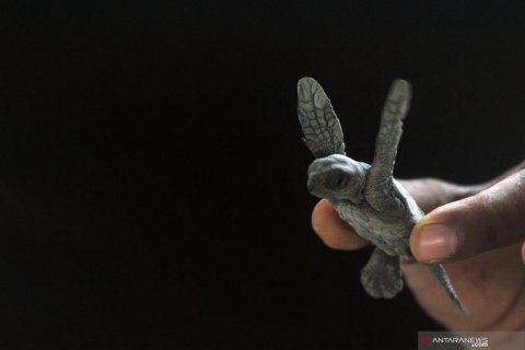 Pelepasan penyu terkendala cuaca