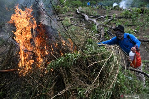 Pemusnahan ladang ganja di Aceh