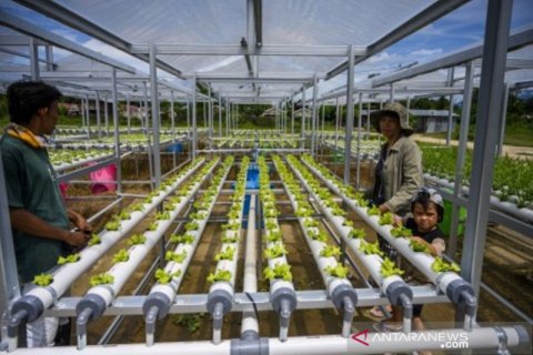 Pemulihan ekonomi dengan pertanian hidroponik di Sigi