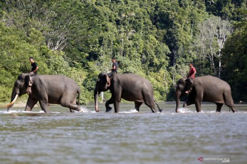 Patroli pencegahan konflik satwa