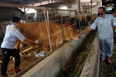 Pemeriksaan kesehatan hewan kurban