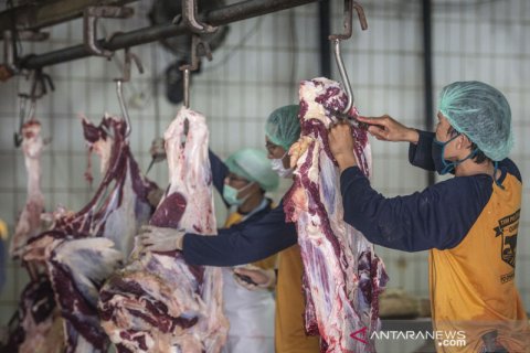 RPH Dharma Jaya Cakung sembelih 325 ekor sapi