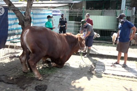 Al-Azhar tak berikan kupon pembagian hewan kurban