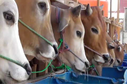 Distribusi daging kurban harus sesuai protokol kesehatan