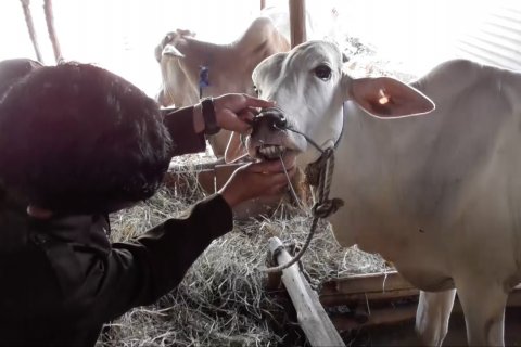 Distan pantau kelayakan hewan kurban hingga ke kandang