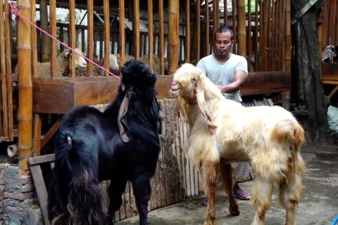 Kambing etawa untuk kebutuhan ibadah kurban