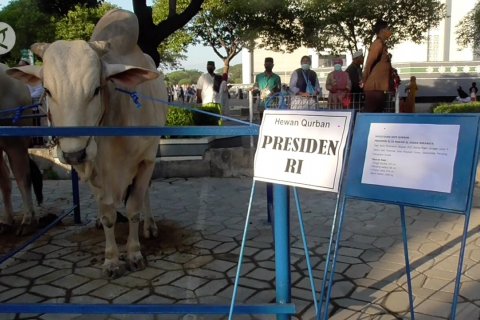 Sapi kurban Presiden Jokowi di Jatim hasil ternak terbaik