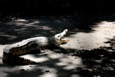 Kebun Binatang Surabaya kembali dibuka