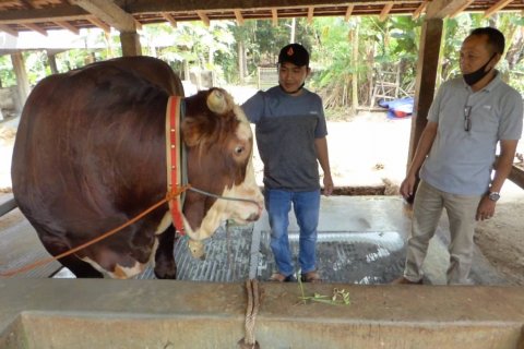 Gombloh, sapi pilihan Presiden Jokowi