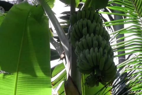 Pisang Raja Kresek, produk pertanian unggulan Lumajang