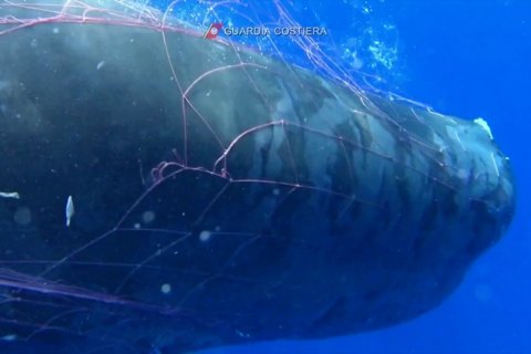 Perjuangan membebaskan Paus Sperma dari jaring ikan di laut Italia