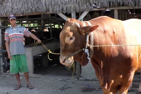 Presiden berkurban sapi seharga Rp85 juta untuk warga Palembang