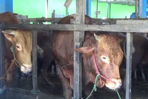 Rumah potong jadi alternatif tempat pemotongan hewan kurban 