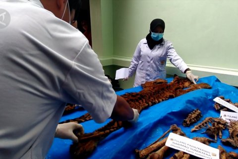 BKSDA Aceh identifikasi harimau Sumatra yang sengaja dijerat