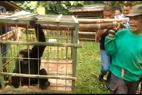 BKSDA Kelas I Serang terima seekor siamang dari warga